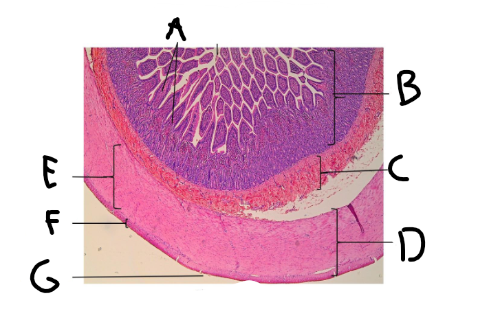 <p>what structure is this? </p>