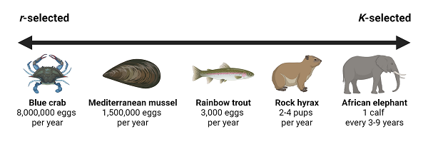 <p><span>While r-selected species emphasize quantity, K-selected species prioritize quality, investing significant resources into fewer, larger offspring.</span></p>