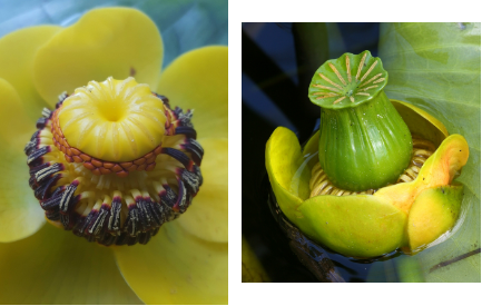 <p>order? family? common name? ANA or Magnoliids?</p>