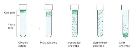 <p>One central phenotypic property of bacteria that is often assessed is the requirement for O2</p>