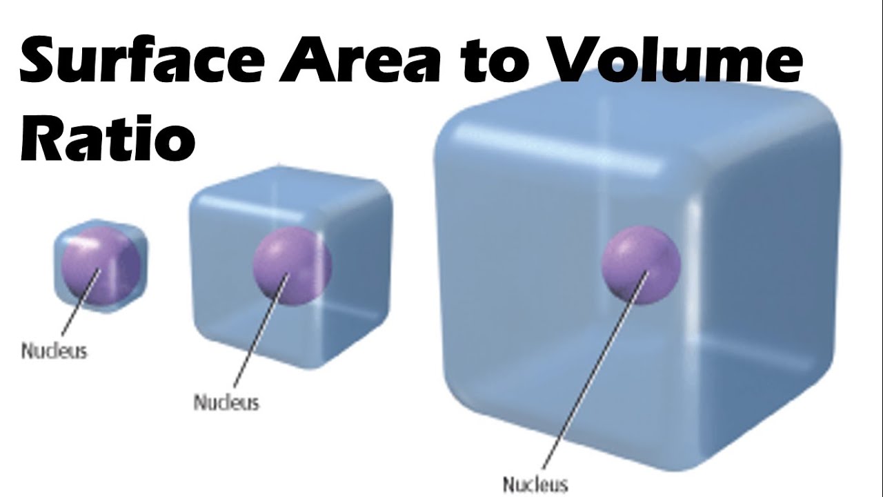 <p>As a cell grows, its volume increases faster than its surface area. Smaller cells have a higher surface area-to-volume ratio, allowing faster exchange of nutrients, wastes, and gases across the membrane.</p>