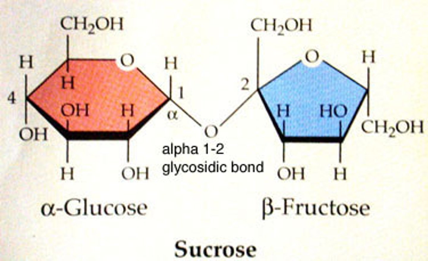 <p>covalent bonds between 2 monosaccharides</p><p>formula=C12H22O11 (because a water molecule is lost in dehydration synthesis)</p><p>Examples:</p><p>-sucrose=glucose and fructose (transported by phloem in plants)</p><p>-maltose=glucose and glucose</p><p>-lactose=(milk sugar) glucose and galactose</p>