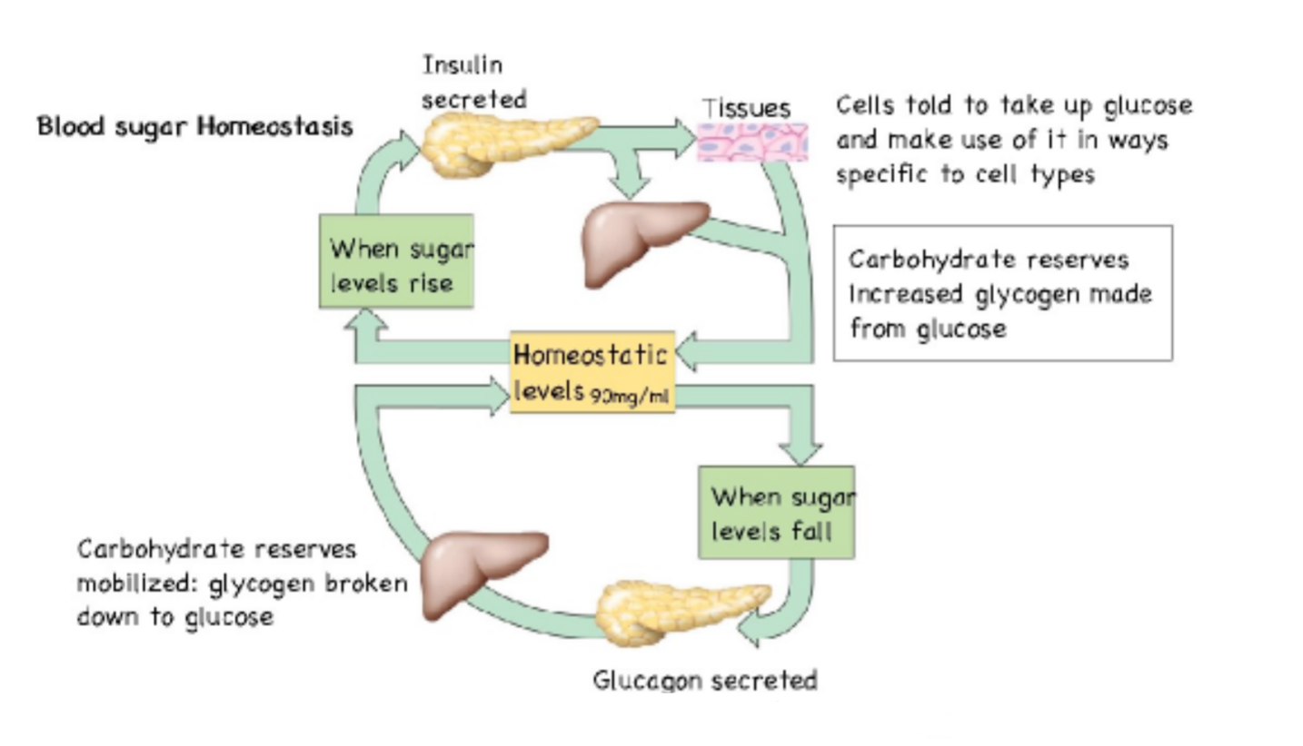 <p><strong>Blood Sugar Homeostasis</strong></p><ul><li><p>Pancreatic <em>alpha </em>cells secrete <em>glucagon </em>in response to <em>low </em>blood sugar. </p></li><li><p>Pancreatic <em>beta </em>cells secrete <em>insulin </em>in response to <em>high </em>blood sugar</p></li></ul><p></p>