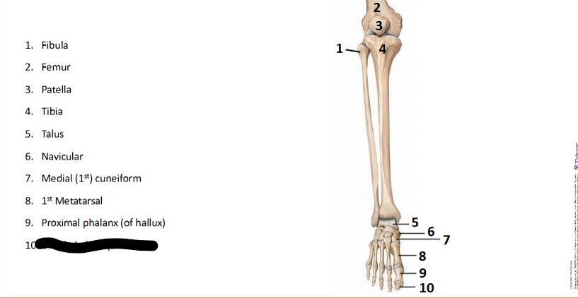 <p>What bone landmark is this within the <strong>Lower-Appendicular Skeleton? (Leg - Foot)</strong></p>
