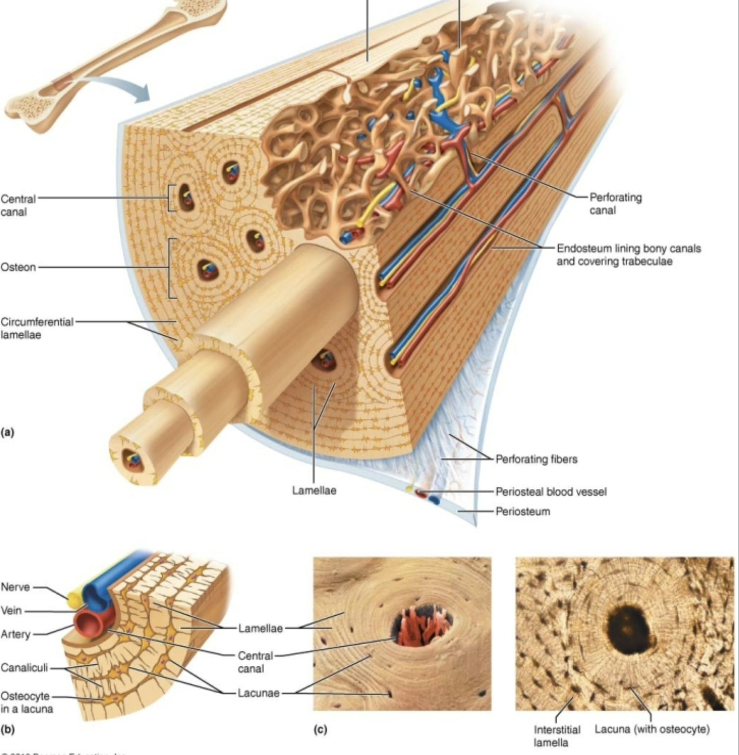 <p>⢠Central canal</p><p>⢠Osteon</p><p>⢠Circumferential lamellae</p><p>⢠Lamellae</p><p>⢠Lacunae</p><p>⢠Osteocyte</p>