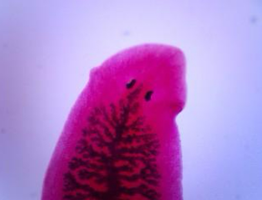 <p>phylum: platyhelminthes</p>
