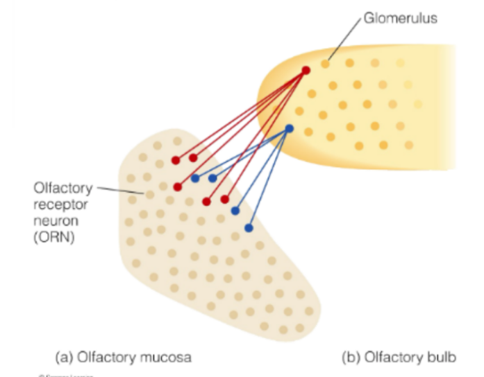 <p>the mucosa contains <u>350</u> different types of olfactory receptors in the mucosa, where each ORN has about <u>10,000</u> receptors of 1 receptor type</p><p>all ORNs of a <u>particular</u> type will send their signals to <u>1</u> or <u>2 </u>glomeruli in the <u>olfactory bulb</u></p><div data-type="horizontalRule"><hr></div><p>aka</p><p>the olfactory mucosa has many ORNs</p><ul><li><p>where each ORN has about 10,000 receptors of 1 receptor type (there are 350 possible types of olfactory receptors)</p></li></ul><p>the olfactory bulb has many glomeruli</p><ul><li><p>where 1 or 2 glomeruli will receive inputs from 10,000 receptors of ONE receptor/ORN type</p></li><li><p><mark data-color="blue" style="background-color: blue; color: inherit;">(aka 1-2 glomeruli to 1 receptor/ORN type of 10,000 receptors)</mark></p></li></ul><p></p>