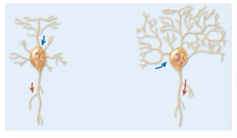 <p>one axon and many dendrites; most common, ex: motor nuerons, interneurons</p>