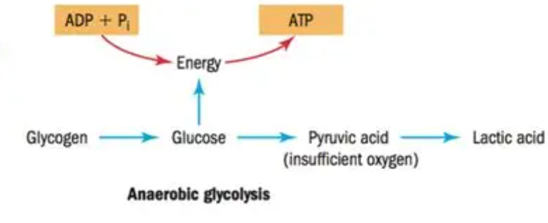 <ul><li><p>breaks down <strong>glucose without oxygen </strong></p></li><li><p>produces ATP quickly </p></li><li><p>generates lactic acid → fatigue </p></li><li><p>supports <strong>short, intense activity (30-60 sec)</strong></p></li></ul><p></p>