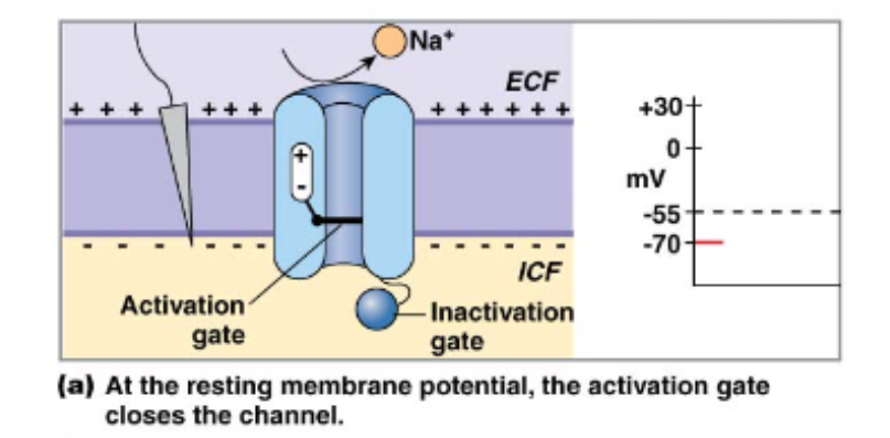 <p>Voltage gated Na+ channels have 3 states and 2 gates </p>