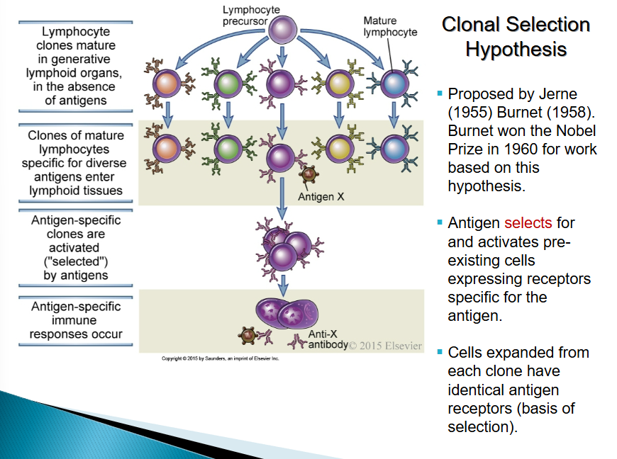 <p>Clonally expanded immune cells to become effectors </p>