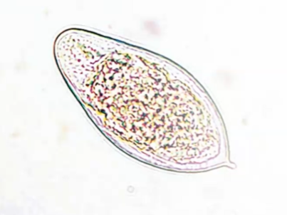 <p><span style="background-color: rgba(0, 0, 0, 0); line-height: 19.7625px;">What is the species in this photo and WHY? Where is it found?</span></p>