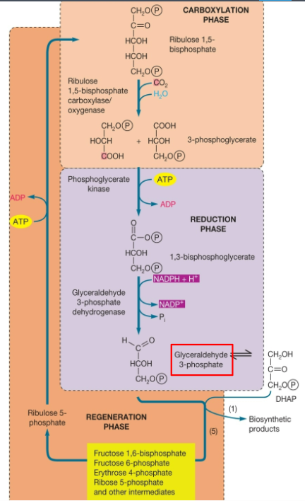 <p>the 1st step! Takes 5C sugar (ribulose 1,5-bisphosphate (RuBP)) and 1 CO2 and puts it together, then splits it in half</p><ul><li><p>catalyzed by the enzyme<strong> ribulose bisphosphate carboxylase/oxygenase (RuBisCo)</strong></p></li></ul><p><strong><u>CO2 + ribulose-1,5-bisphosphate (RuBP) → 2 3-phosphoglycerate</u></strong></p><ul><li><p>intermediate of EMP</p></li></ul><p></p>