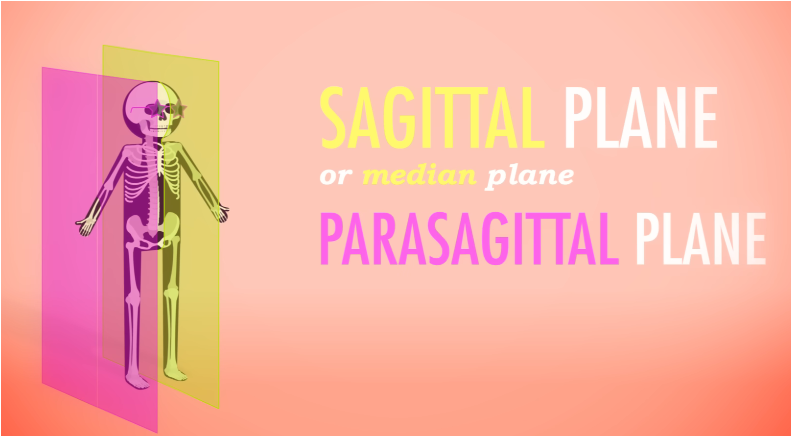 <p>Parasagittal</p>