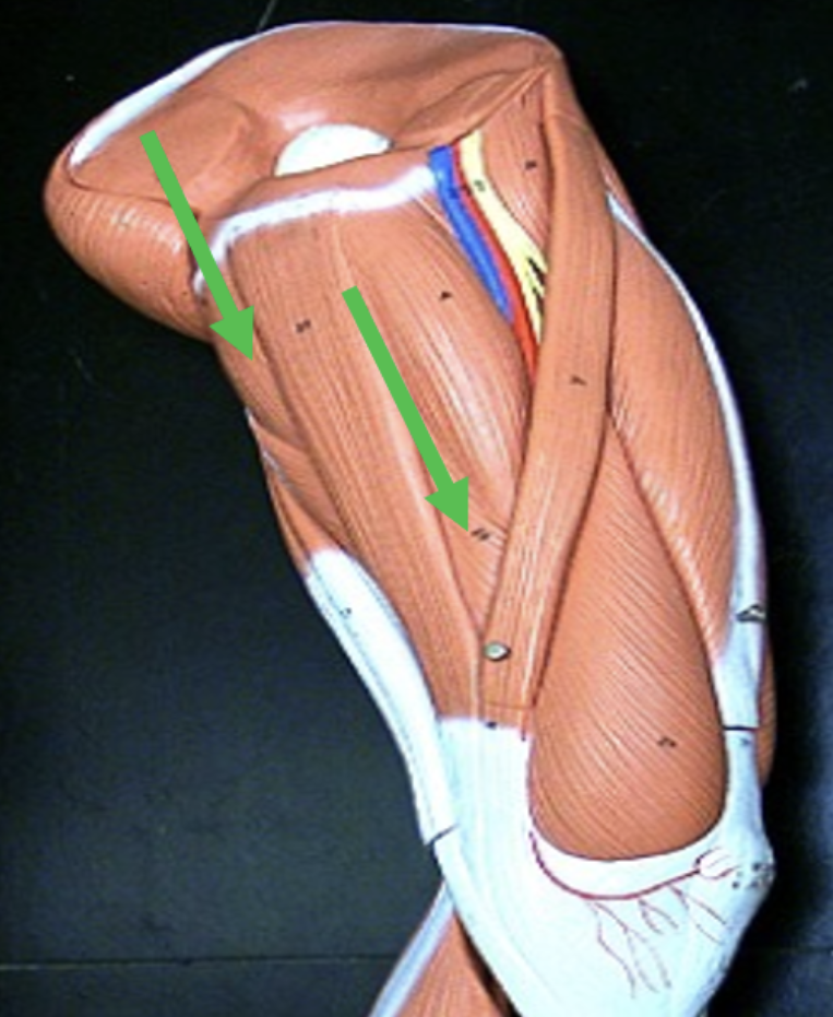<p>Identify the muscle indicated by the pointer.</p>