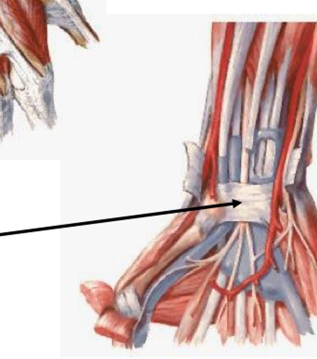 <p>Part of the flexor retinaculum </p><p>-incised during carpal tunnel release</p>