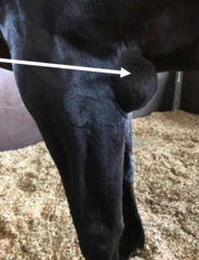 <p>Inflammatory swelling of the subcut bursa located over the olecranon process.</p><p>Tx</p><p>- Topical DMSO +/- aseptic drainage + CCs injection; but beware may lead to abscessation</p><p>- Surgical option: cuvette out and pack with iodine gauze</p>