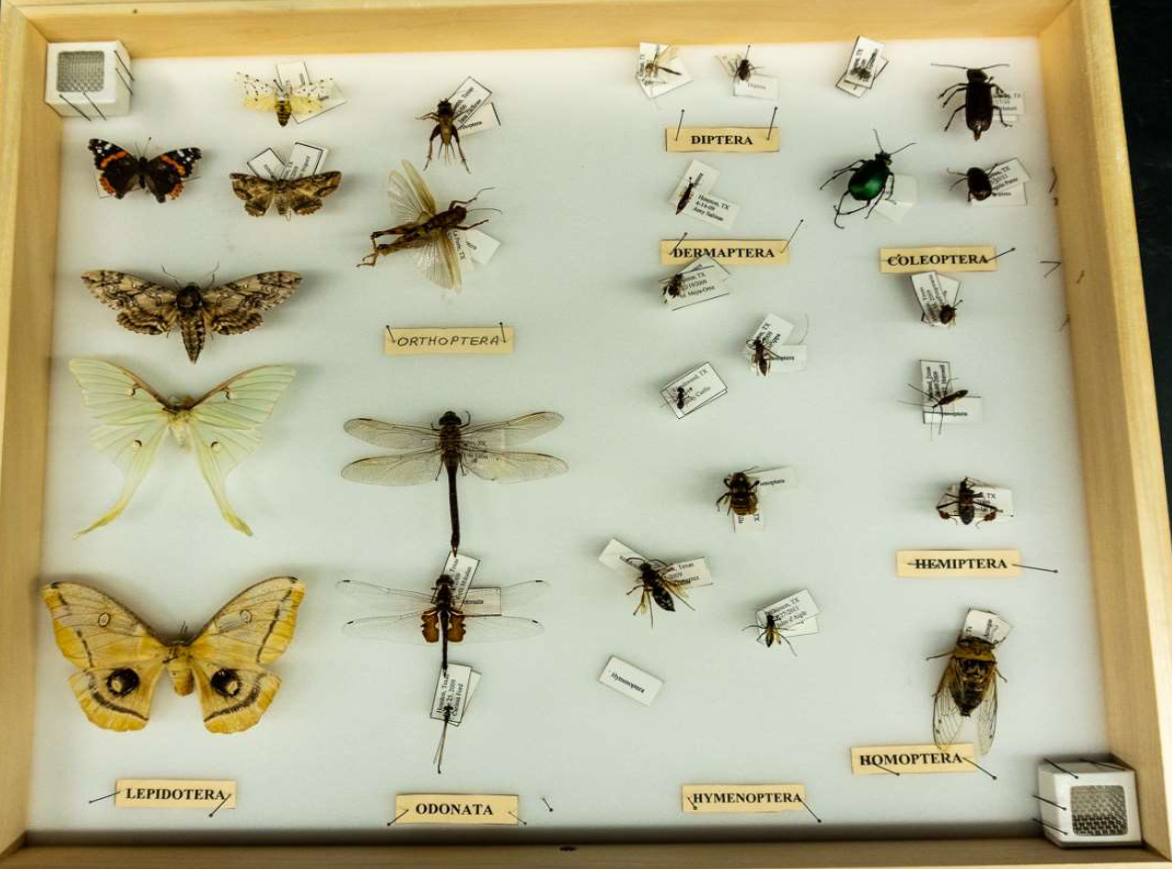 <p>identify the subphylum and name</p>