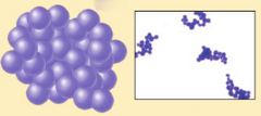 <p>a group of about 30 species of bacteria that form irregular groups or clusters resembling grapes</p>