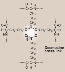 <p>allows elastin to be stretched several times their normal length but recoil to original shape when force is relaxed; occurs when elastin lysine residues come close together and form a pyrimidine ring</p>