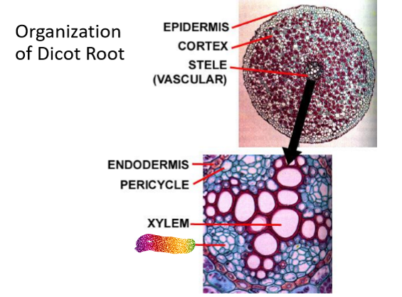 <p>What is this part of the dicot root</p>
