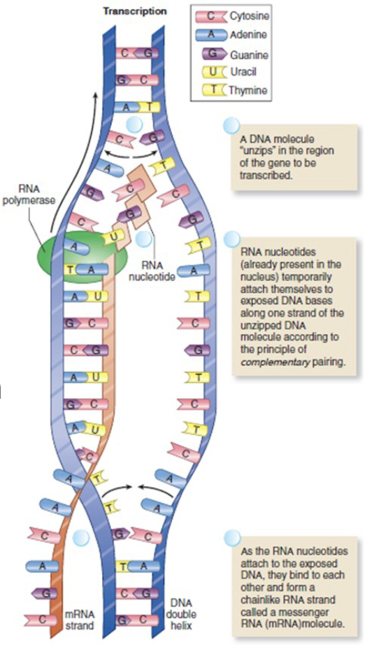 <ul><li><p>Process in which DNA molecule is used as template to form mRNA, thus making a temporary “working copy” of the gene</p></li><li><p>Occurs in the nucleus</p></li><li><p>Segment of DNA “unzips”</p></li><li><p>An RNA copy of unzipped segment is made</p></li><li><p>the RNA copy is mRNA</p></li></ul><p></p>