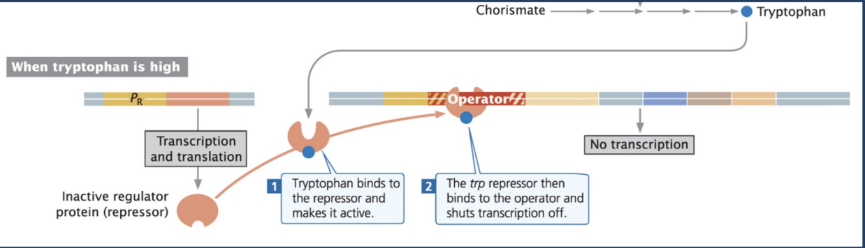 <p>Example of repressible operon</p>