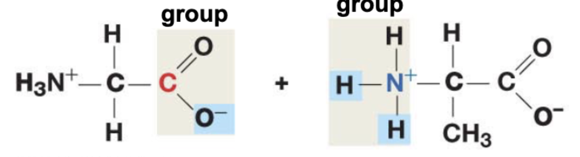 <p>Peptide bonds are between the <em>(atom) </em>from the <em>(functional) </em>and the <em>(atom) </em>from the <em>(functional group); </em>Can this bond rotate freely?</p>