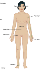<p>•The body is standing upright.</p><p>•The feet are flat on the ground and pointed forward.</p><p>•The arms are at the sides of the body.</p><p>•The palms are facing forward, with the thumbs pointing outward (laterally).</p><p>•The head is facing forward, with the eyes looking straight ahead.</p>