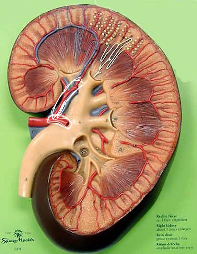 <p>Where does the blood flow next from this structure?</p>