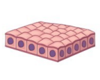 <p>Tissue, Function, Location</p>