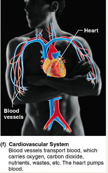 <p><span style="background-color: transparent;"><strong>Cardiovascular System</strong></span></p>