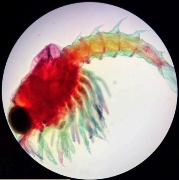 <p>Lobster mysis</p>