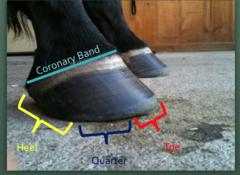 <p>what is the coronary band</p>