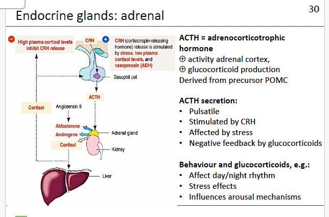 <p><strong>ANTERIOR PITUITARY</strong>/ adenohypofyse <strong>hormones</strong></p>