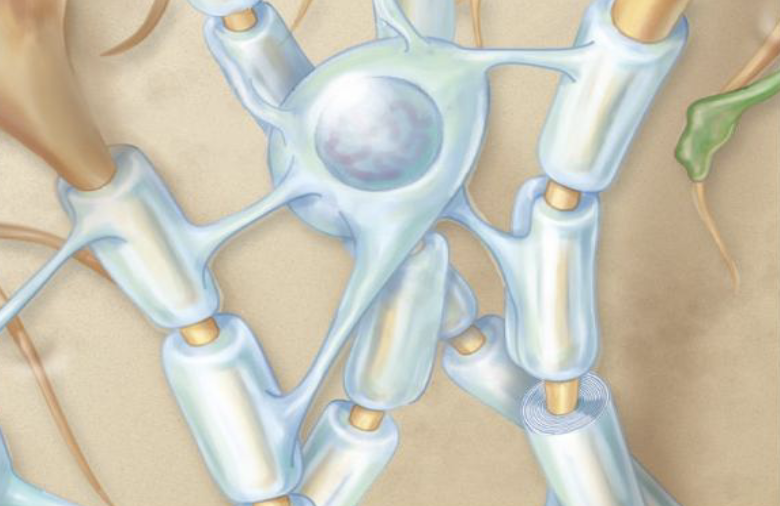 <p><strong>Glial Cells — CNS</strong></p><ul><li><p>What glial cells form myelin in the CNS?</p></li><li><p>What is unique about oligodendrocytes?</p></li></ul><p></p>