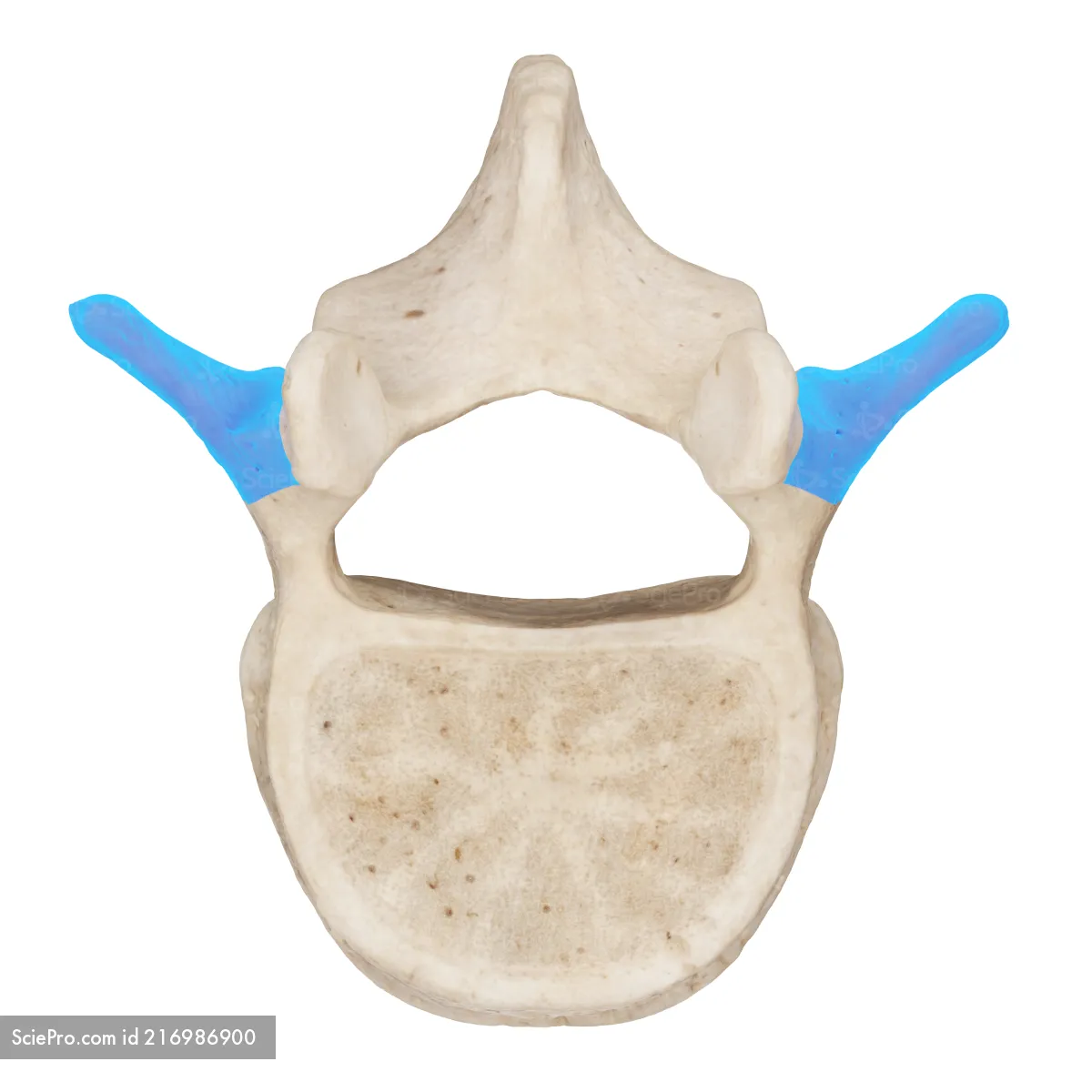 <p>Part that sticks out sideways of the vertebra</p>