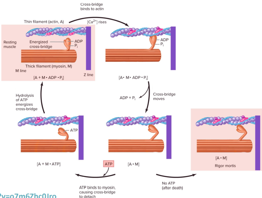 <ol><li><p>An action potential triggers the release of Ca2+ ions from the terminal cisternae of the SR into the cytosol.</p></li><li><p>Ca2+ binds to troponin, causing a conformational change in the troponin-tropomyosin complex. Tropomyosin moves away from the myosin-binding sites on actin, exposing them.</p></li></ol><ol start="3"><li><p>When ATP is hydrolyzed into ADP and inorganic phosphate Pi, the myosin head is in an energized state. The energized myosin head binds to the exposed binding site on actin, forming a cross-bridge.</p></li><li><p>When the cross-bridge is formed, ADP and Pi are released, causing the myosin head to pull the thin filament toward the center of the sarcomere. This produces contraction (chemical energy→mechanical energy).</p></li><li><p>A new ATP molecule binds to the myosin head, causing it to detach from actin.</p></li><li><p>SERCA (Ca2+-ATPase) pumps in the SR membrane use ATP to pump Ca2+ from the cytosol back into the SR.</p></li><li><p>As Ca2+ conc. lessens, it dissociates from troponin and tropomyosin goes back to covering the myosin-binding sites on actin. The muscle relaxes.</p></li></ol><p></p>