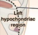 <p>What digestive organs are in the Left Hypochondraic? </p>