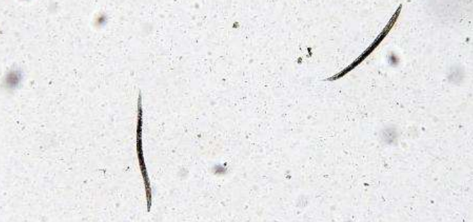 <p>přežvýkavci</p>