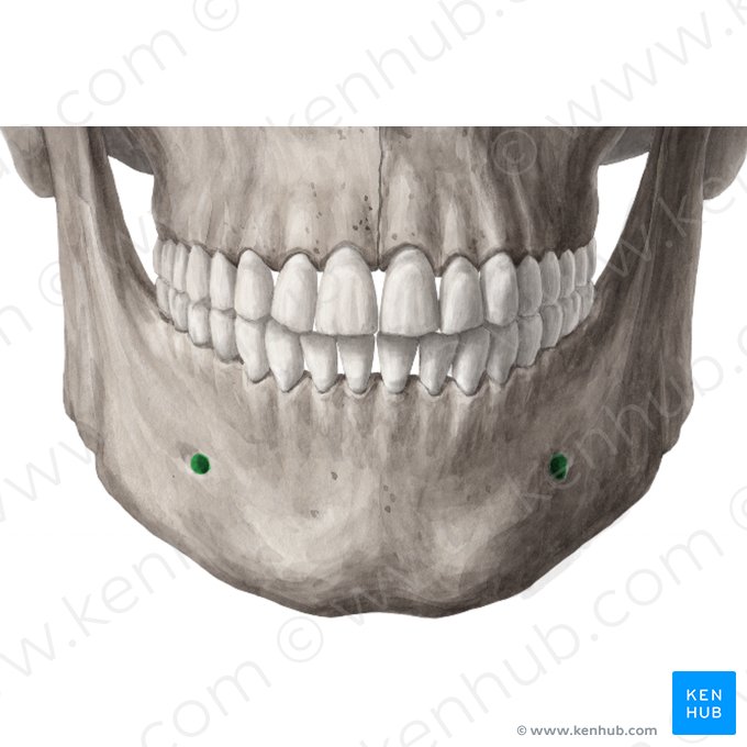 <p>An opening in the mandible.</p>