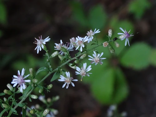 <p>Symphyotrichum lateriflorum</p>