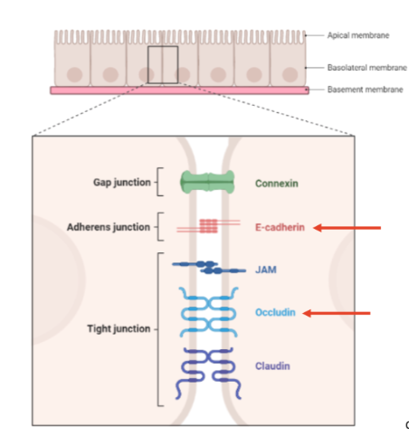 <p>3 Types of Cell Junctions</p>