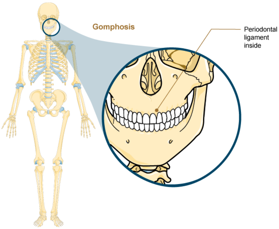 <p>Gomphosis </p>
