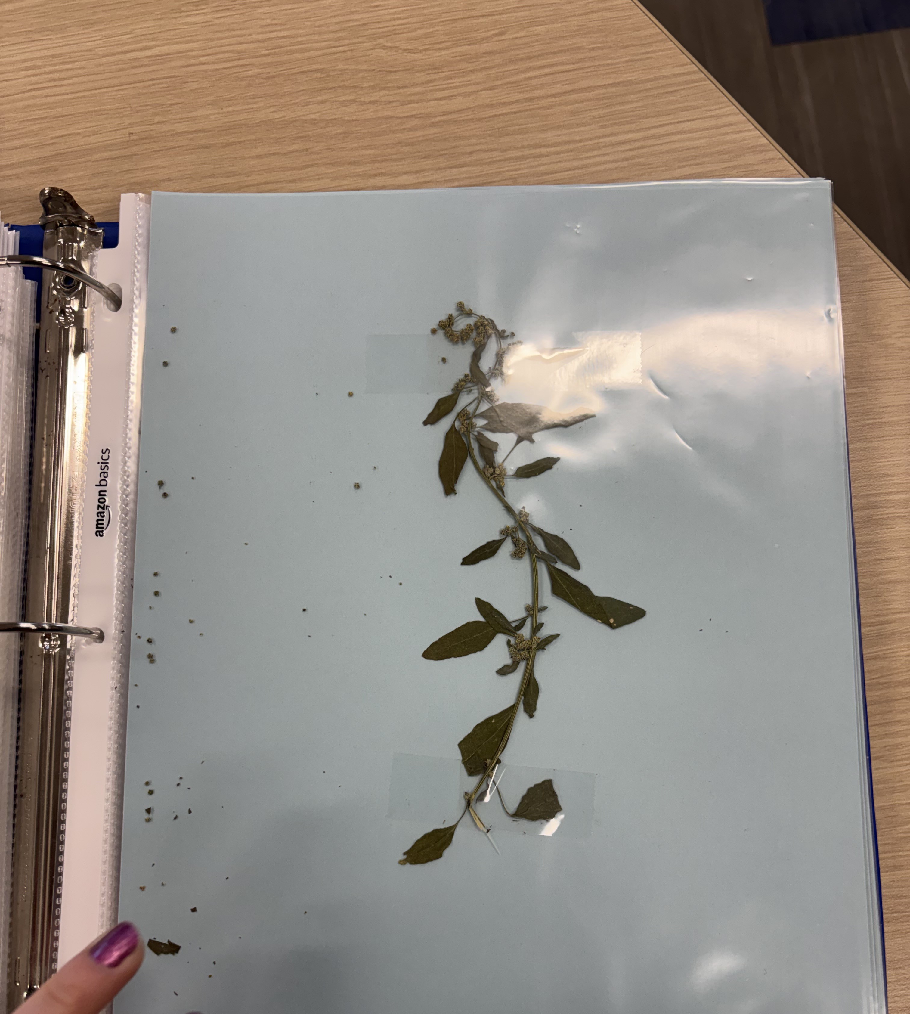 <p>Common Lambsquarters</p>