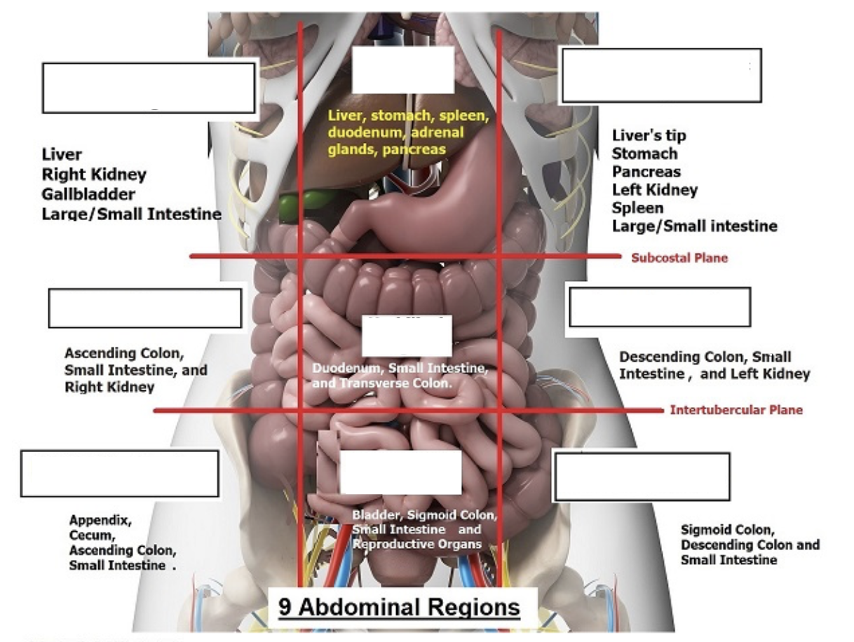 <p>contains:</p><ul><li><p>liver</p></li><li><p>right kidney</p></li><li><p>gallbladder</p></li><li><p>some small intestine</p></li><li><p>some large intestine</p></li></ul><p></p>