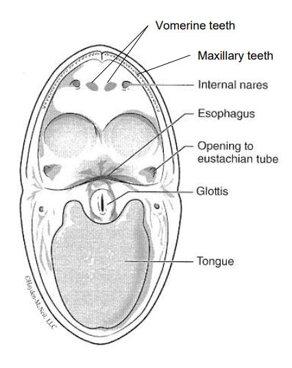 <p>connects to ear under tympanic membrane</p>