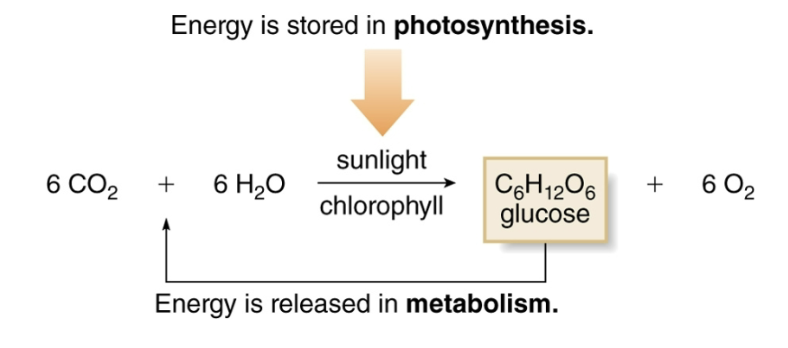 <p>process that uses the energy from the sun to convert carbon dioxide and water into glucose and oxygen </p>