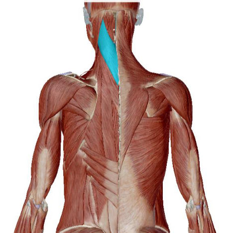 <p>what muscle is this </p>