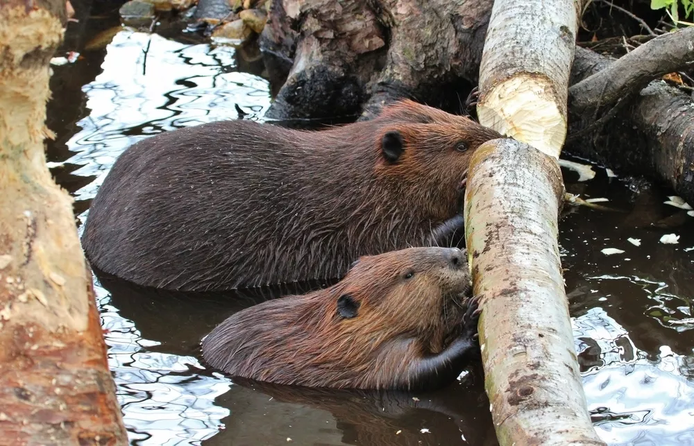 <p>Beavers and kangaroo rats</p>